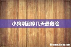 小狗刚到家几天最危险