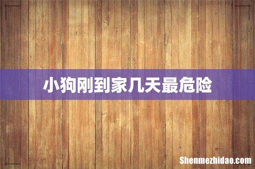 小狗刚到家几天最危险