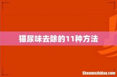 猫尿味去除的11种方法