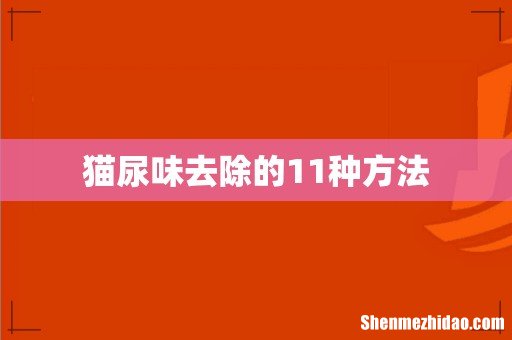 猫尿味去除的11种方法