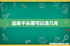 盆栽千头菊可以活几年