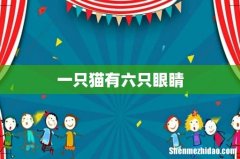 一只猫有六只眼睛