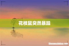 花枝鼠突然暴躁