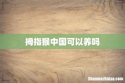 拇指猴中国可以养吗