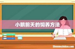 小鹅前天的饲养方法