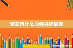 紫玄月什么时候扦插最佳