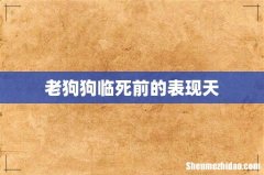 老狗狗临死前的表现天