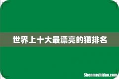 世界上十大最漂亮的猫排名