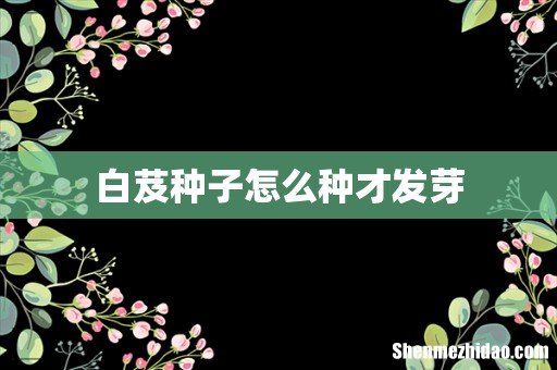 白芨种子怎么种才发芽