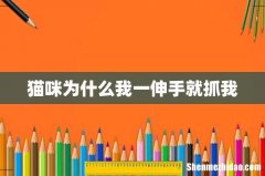 猫咪为什么我一伸手就抓我
