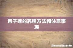 百子莲的养殖方法和注意事项