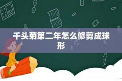 千头菊第二年怎么修剪成球形