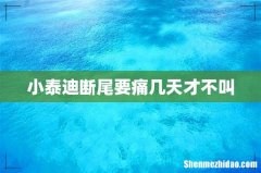 小泰迪断尾要痛几天才不叫