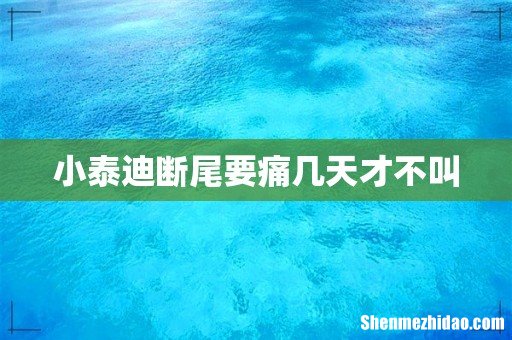 小泰迪断尾要痛几天才不叫