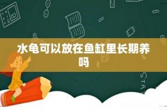 水龟可以放在鱼缸里长期养吗