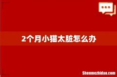 2个月小猫太脏怎么办