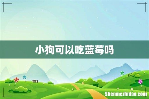小狗可以吃蓝莓吗