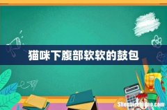 猫咪下腹部软软的鼓包