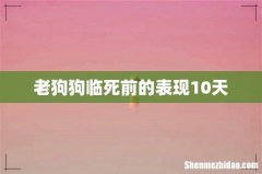 老狗狗临死前的表现10天
