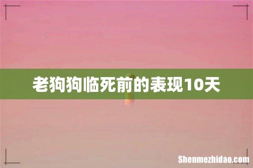 老狗狗临死前的表现10天