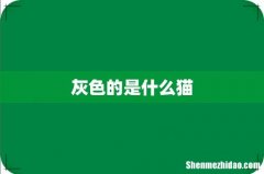 灰色的是什么猫