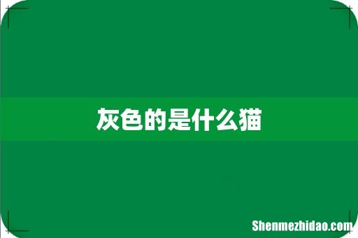 灰色的是什么猫