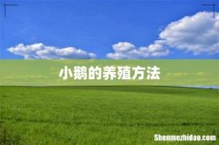 小鹅的养殖方法