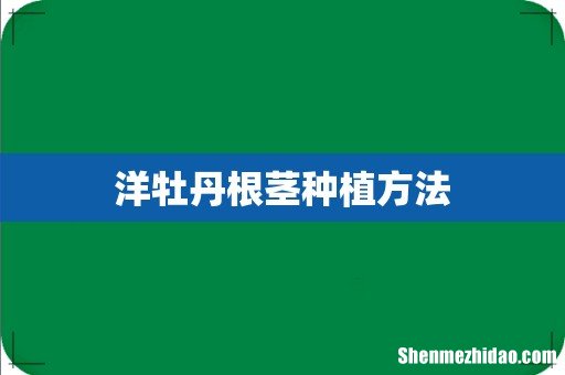 洋牡丹根茎种植方法