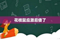 花枝鼠应激后傻了