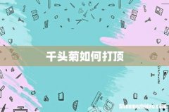 千头菊如何打顶