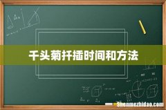 千头菊扦插时间和方法