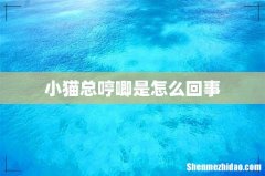 小猫总哼唧是怎么回事