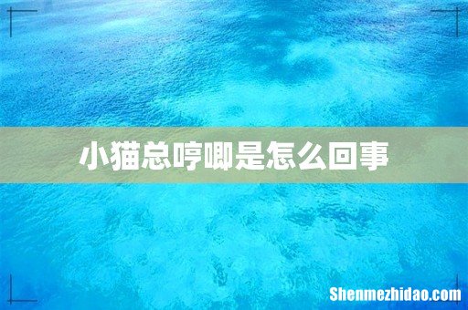小猫总哼唧是怎么回事