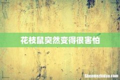 花枝鼠突然变得很害怕
