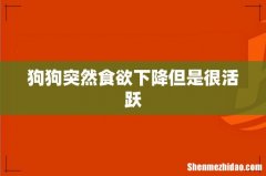 狗狗突然食欲下降但是很活跃