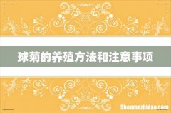球菊的养殖方法和注意事项