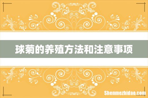 球菊的养殖方法和注意事项