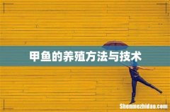 甲鱼的养殖方法与技术