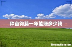 种亩钩藤一年能赚多少钱