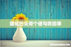 猫尾巴尖带个硬勾咋回事