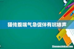 猫传腹喘气急促伴有吭哧声