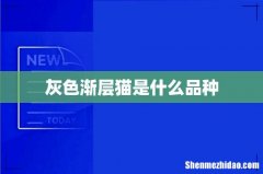 灰色渐层猫是什么品种