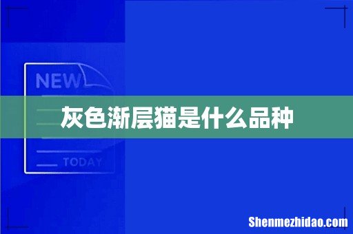灰色渐层猫是什么品种