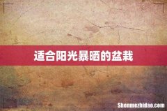 适合阳光暴晒的盆栽