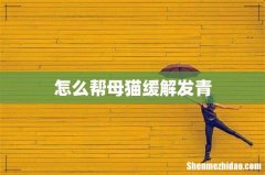 怎么帮母猫缓解发青