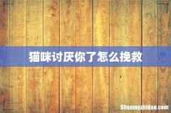 猫咪讨厌你了怎么挽救