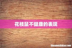 花枝鼠不健康的表现