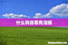 什么狗容易有泪痕