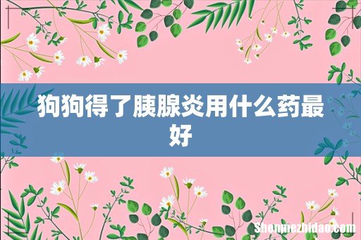 狗狗得了胰腺炎用什么药最好