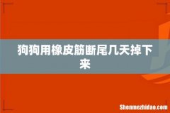 狗狗用橡皮筋断尾几天掉下来